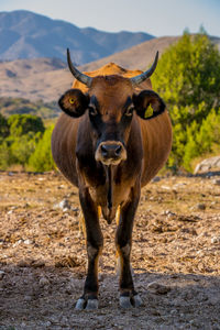 Portrait of cow standing outdoors