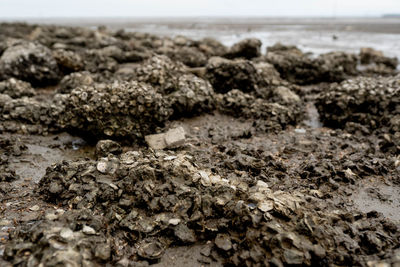 Rocks on shore