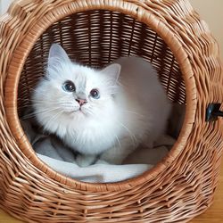 Portrait of kitten sitting in basket