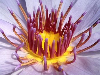 Close-up of passion flower