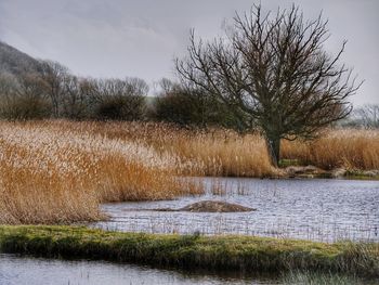 Bare tree on field by lake against sky