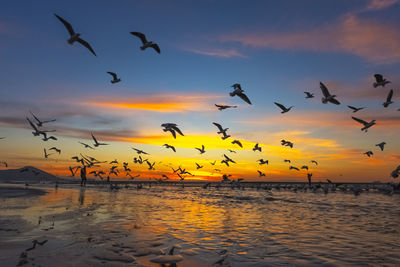 Seagulls flying over the water at the beach at sunset 