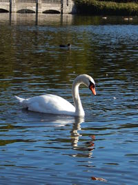 Swan swimming in lake