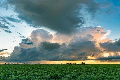 Scenic view of agricultural field against sky during sunset