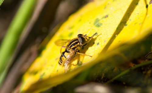 Close-up of insect on yellow leaf