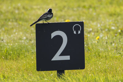 View of a bird on field