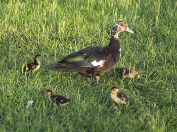 Ducks on a field