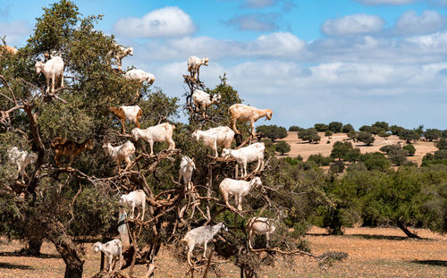 Goats standing in a tree