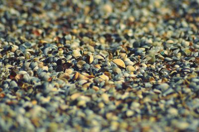 Surface level of pebbles at beach