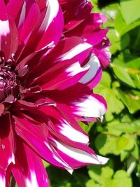 Close-up of pink flowers blooming outdoors