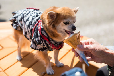 Midsection of person holding dog