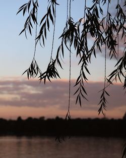 Close-up of silhouette tree against sky at sunset