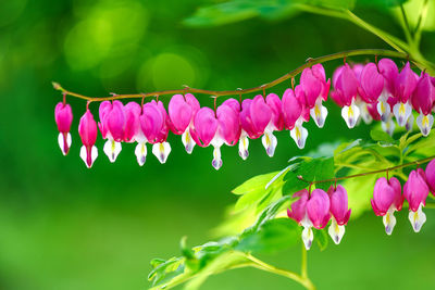 Close-up of pink flowering plants