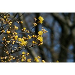 Close-up of yellow flowers