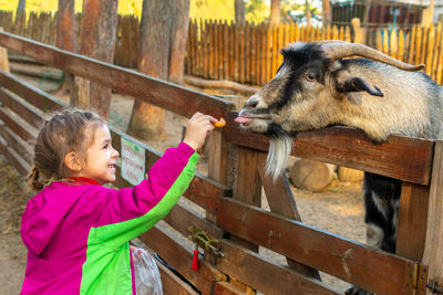 A girl feeds a goat on a farm. acquaintance of the child with animals.