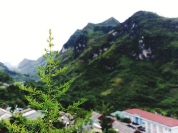 Close-up of plant against mountain