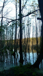 Reflection of trees in lake