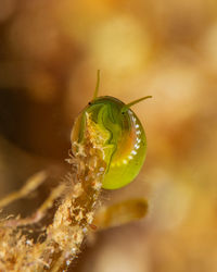 Close-up of insect on flower