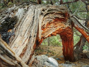 Trees in forest