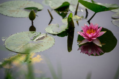 Close-up of lotus water lily in lake