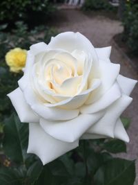 Close-up of white rose blooming outdoors