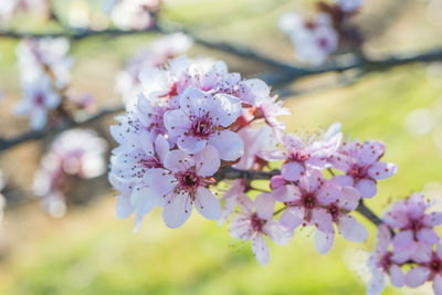 Close-up of pink cherry blossoms