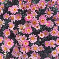 Full frame shot of pink flowers blooming in park