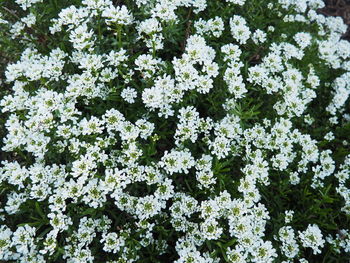 Full frame shot of white flowers