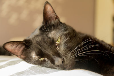 Close-up of cat sleeping on bed