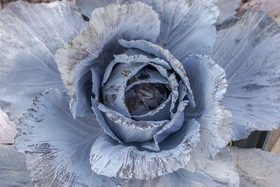 High angle view of rose bouquet