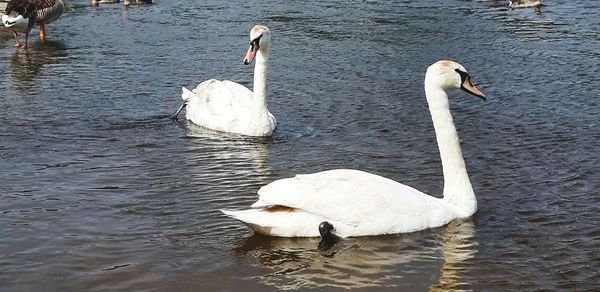 Swan floating on lake