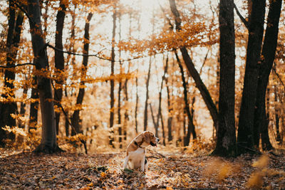 View of a dog in forest