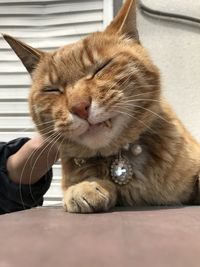 Close-up of cat sitting on floor