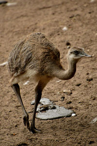 Side view of young ostrich on land