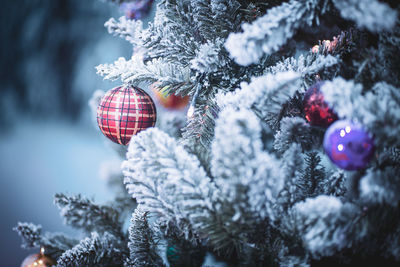 Close-up of christmas tree in snow