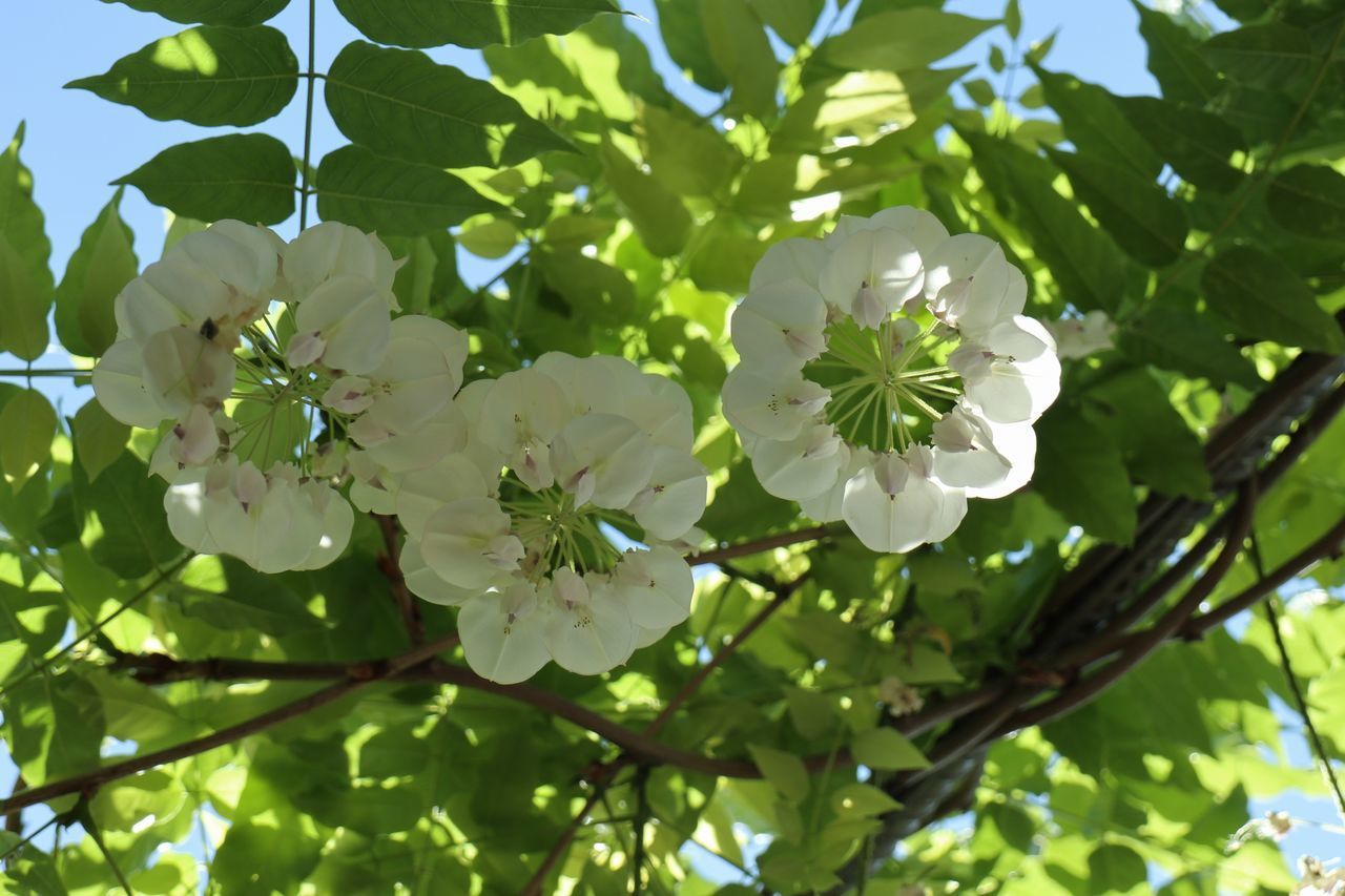 LOW ANGLE VIEW OF WHITE FLOWERING PLANTS