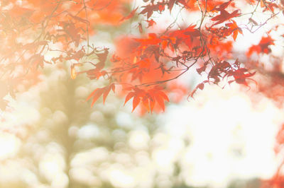 Close-up of autumnal leaves on tree
