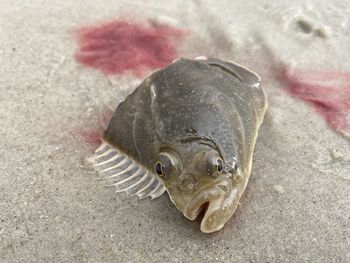Close-up of fish underwater