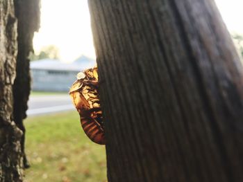 Close-up of lizard on tree trunk