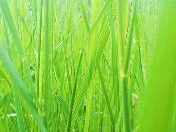 Full frame shot of crops growing on field