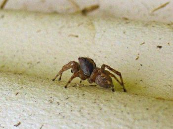 Close-up of an animal