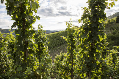 Vineyard against sky