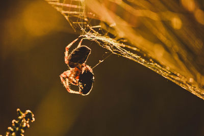 Close-up of spider on web