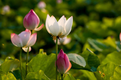 Close-up of pink lotus water lily