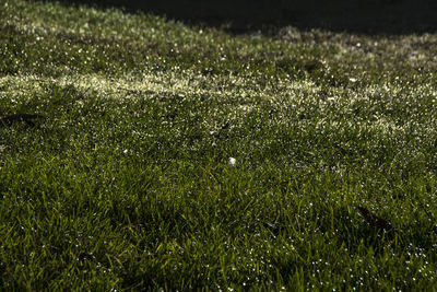 Full frame shot of raindrops on field