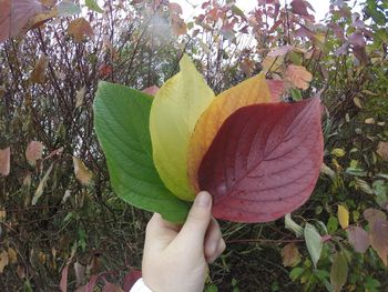 Close-up of hand holding flower