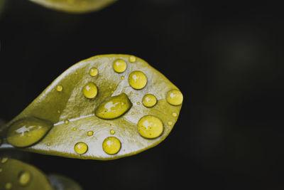 Close-up of water drops on leaf