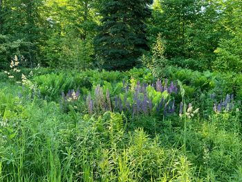 Scenic view of flowering plants on field