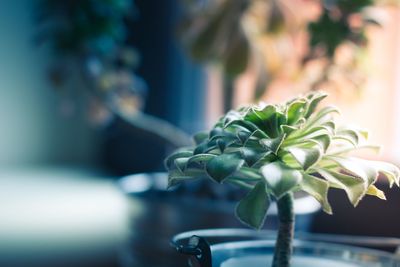 Close-up of potted plant