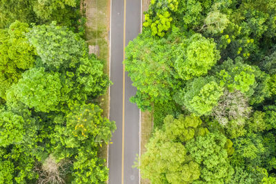 High angle view of fresh green plants